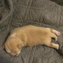 Light Blue - Golden female Lhasa Apso puppy in Port Royal, Virginia from Hearth and Hound Family Farms
