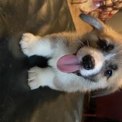 Pembroke Welsh Corgi Puppies from Bluebonnet TLC Kennels