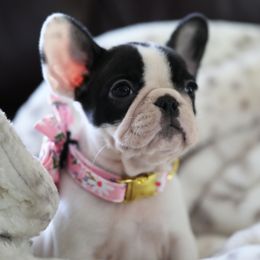 Pink Collar - Brindle and white French Bulldog puppy in Wichita, Kansas from Phantasticus French Bulldogs