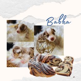 Miniature American Shepherd Puppies from Soul Stone Kennels