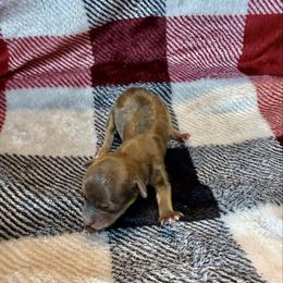 Dos - Blue and gold male Yorkshire Terrier puppy in Pryor, Oklahoma from DK’s Littles & Co