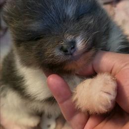Adkpom Otis AKC registered 3250 - Blue and tan parti male Pomeranian puppy in Gloversville, New York from ADKPOM Adirondack Pomeranians