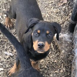 Pink collar - Black and mahogany female Rottweiler puppy in Hermitage, Tennessee from Morris Rottweilers