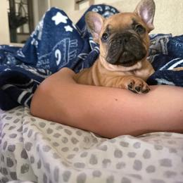 Fletcher - Fawn male French Bulldog puppy in Largo, Florida from Big Daddy Frenchies