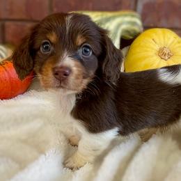 Dachshund Puppies from Shiloh Ridge Dachshunds