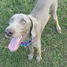 German Shorthaired Pointers and Weimaraners from Gun Dogs Gone Wild