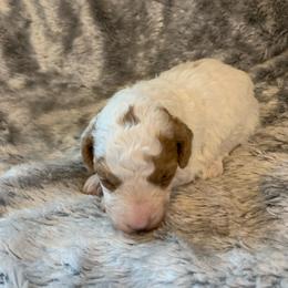 Koda - Parti male Poodle puppy in Haddam, Kansas from Golden B Acres
