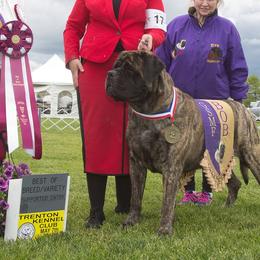 Mastiffs from Kharisma Mastiffs