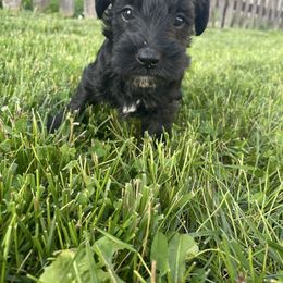 Starfish - Black female Schnoodle puppy in Lathrop, Missouri from RR Schnoodles