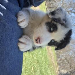 Australian Shepherd Puppies from Pine Grove Aussies
