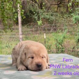 Fern - Yellow female Labrador Retriever puppy in Rogue River, Oregon from PNW Labradors