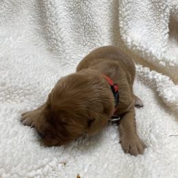 Annie - Dark golden female Golden Retriever puppy in Stigler, Oklahoma from Red MAX Golden Retrievers