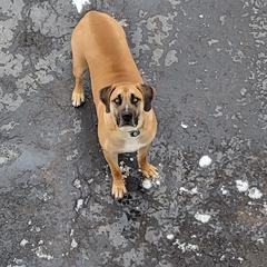 Black Mouth Cur All Grown Up from Shipman Black Mouth Curs