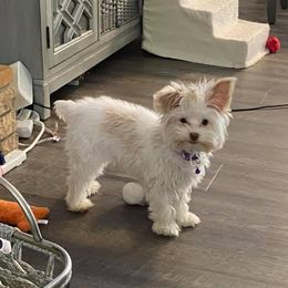 Kitty - Yorkshire Terrier