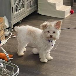 Kitty - Yorkshire Terrier