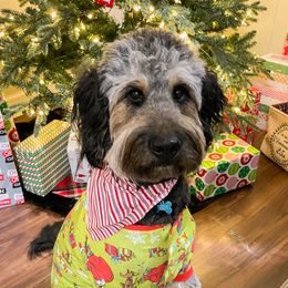 Bonnie - Bernedoodle