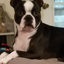 Boston Terriers from Pistol Annie’s Boston