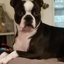 Boston Terriers from Pistol Annie’s Boston