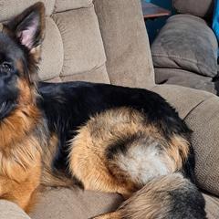 German Shepherds from Lisa's German Shepherds