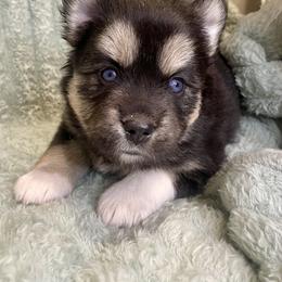 Pomsky Puppies from Blue Sky Pomsky