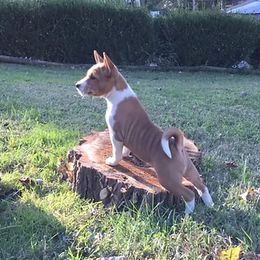 Basenjis from My African Gems