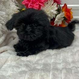 Princess. - Black female Shih Tzu puppy in Elgin, South Carolina from Silver Bells Paw Prints