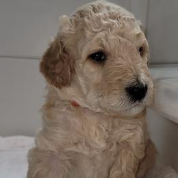 Cream Puff (Orange collar) - Cream male Poodle puppy in Santa Cruz, California from Furball Forest Poodles