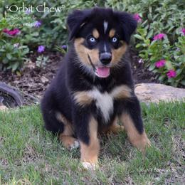 Orbit Chew - Black tri male Miniature Australian Shepherd puppy in Evant, Texas from Lazy VT Bar Ranch