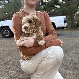 Goldendoodle puppies from Providence Ranches