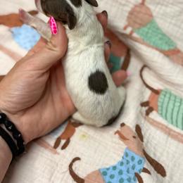 Bashful AKC - Piebald female Dachshund puppy in Oklahoma City, Oklahoma from Barrett’s Doxie Farm