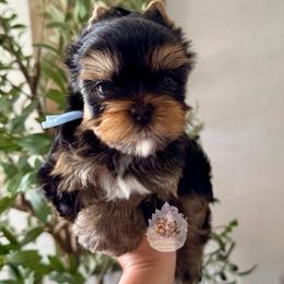 Aster 4,813 - Black and tan male Yorkshire Terrier puppy in Pittsburg, California from Crystal Garden Yorkies