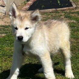 Saint - Sable and white Alaskan Malamute puppy in Easton, Maryland from Stars Howl-O Kennels by FurEver Friends Inc