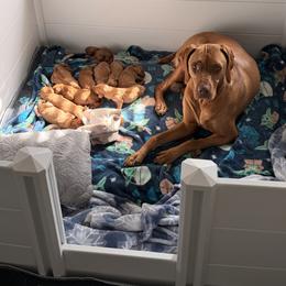 Girl 1 - female Vizsla puppy in Moyock, North Carolina from JC Vizsla’s