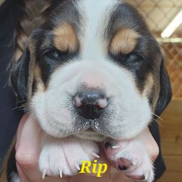 Rip - Red black and white male Beagle puppy in Brockway, Pennsylvania from Sugar Hill Hounds