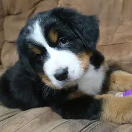 Bernese Mountain Dog Puppies from Emerald Acres Bernese