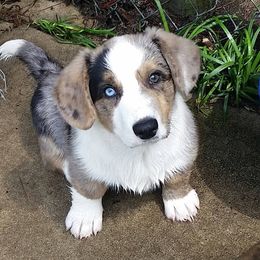 Cardigan Welsh Corgi Puppies from Luxe Cardigan Welsh Corgis