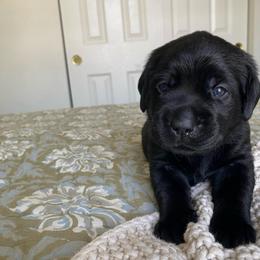 Ms. Orange - Black female Labrador Retriever puppy in New Hanover, New Jersey from Misty Labs