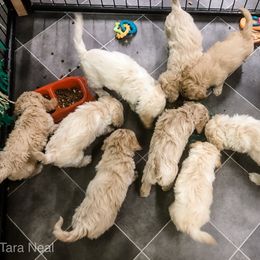 Goldendoodle Puppies from Coal Country Doodles