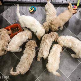 Goldendoodle Puppies from Coal Country Doodles