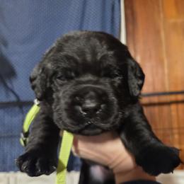 Green Male - Black male Labrador Retriever puppy in Andrews, South Carolina from Leyland Cypress Retrievers