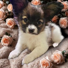Boy 1 - Red white and sable male Papillon puppy in Lineville, Alabama from TimberLane Papillions!