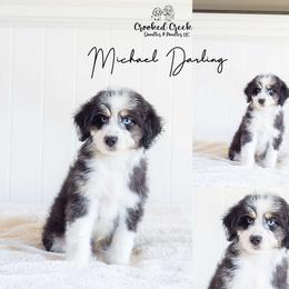 Michael Darling - Black tri-color male Aussiedoodle puppy in Woodruff, South Carolina from Crooked Creek Doodles and Poodles