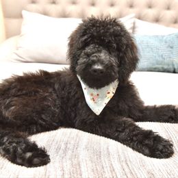 Bonnie - Black female Goldendoodle puppy in Dayton, Ohio from Perks Court Doodles