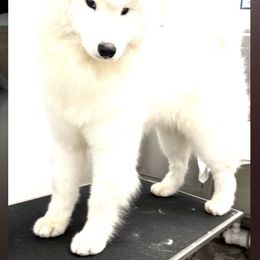 Buster - Samoyed