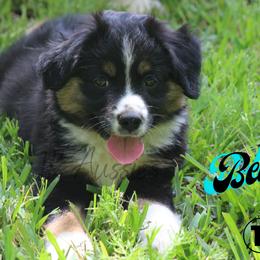 Australian Shepherd, Miniature Australian Shepherd, and Toy Australian Shepherd Puppies from TK Standard, Mini, & Toy Aussies