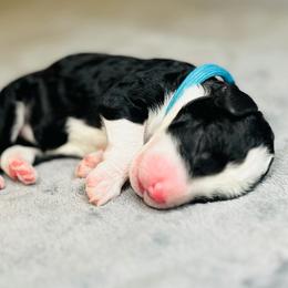 Bryce- Female Reservation 9 - Black and white female Sheepadoodle puppy in Spokane, Washington from Downriver Doodles