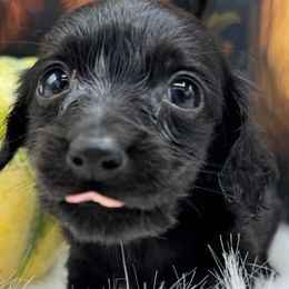 Raven - Black male Dachshund puppy in Cabool, Missouri from Dachshund's of Country Magic Farms in Missouri
