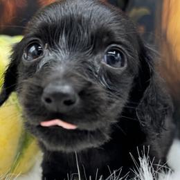 Raven - Black male Dachshund puppy in Cabool, Missouri from Dachshund's of Country Magic Farms in Missouri