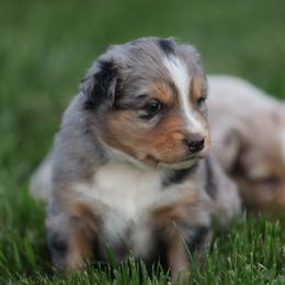 Becky - Blue merle female Australian Shepherd puppy in Cedar City, Utah from 10-BAR-Y RANCH