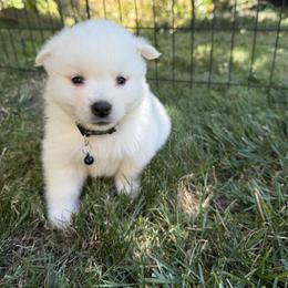 Roman - White male American Eskimo Dog puppy in Placerville, California from White Gypsy Ranch